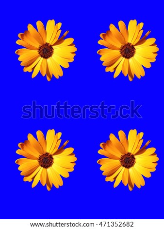 Abstract flowers