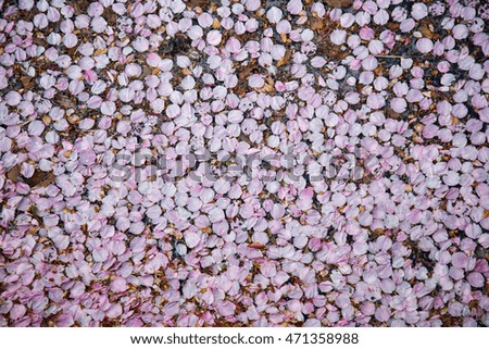 Cherry blossom petals background