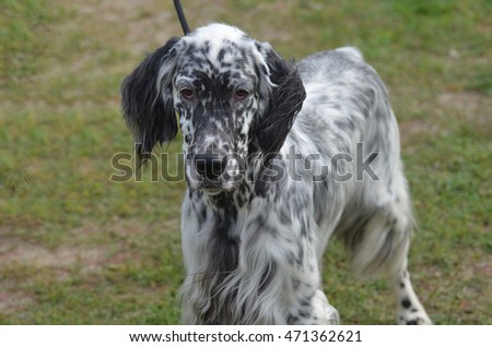 Wonderfully groomed English setter dog with a silky black and white coat.