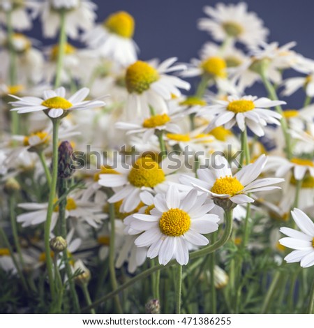 White wildflowers daisies .Selective focus