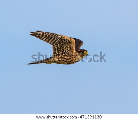 Merlin in Flight on Blue Sky Royalty-Free Stock Photo #471391130