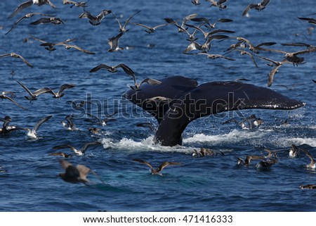 A photograph of the tail of a humpback whale after surfacing to feed off the coast of Provincetown in Cape Cod, Massachusetts, United States. 