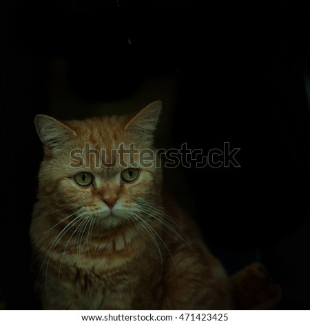 domestic cat in his cage in the garden of a house