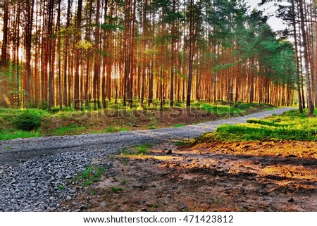 Colorful HDR picture with path in a pine forest at sunset in a tourist area Machuv kraj in czech landscape