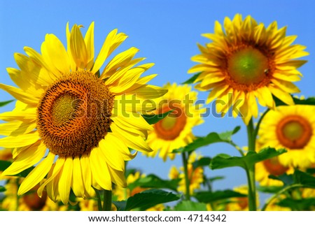 Blooming sunflower field with bright blue sky