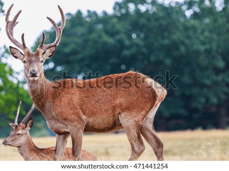 Close up study of a Deer in the Royal park richmond London UK.
