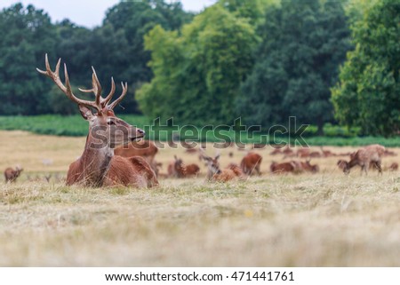 Close study of Deer in the great Royal park Richmond London England