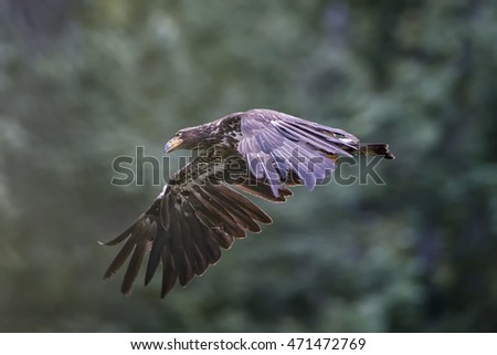Juvenile american bald eagle in full flight in Canada's pristine wilderness