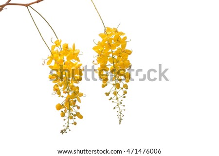 Golden Flower or Cassia Fistula isolated on white background