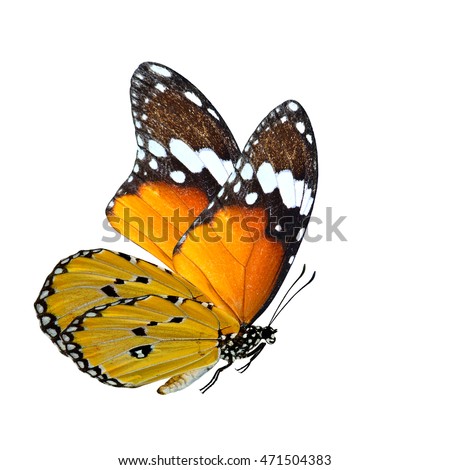 The beautiful flying butterfly, Plain Tiger (danaus chrysippus) in natural color profile isolated on white background with stretched legs and fully wings sweeping up, fascinated animal Royalty-Free Stock Photo #471504383