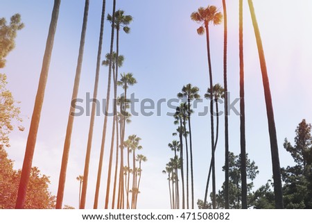 Palm trees with vintage effect