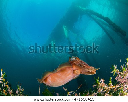 Cuttlefish under a pier on a bright day