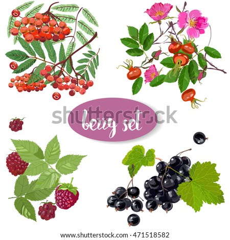 set with summer berries