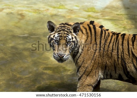 Bengal Tiger is looking around