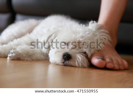 A cute Dog, Little Maltese Sleeping Beside owner's Feet in Apartment.