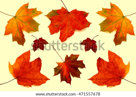 Collection of maple leaves isolated on white background. Retro filter. Vintage. Flat, top view