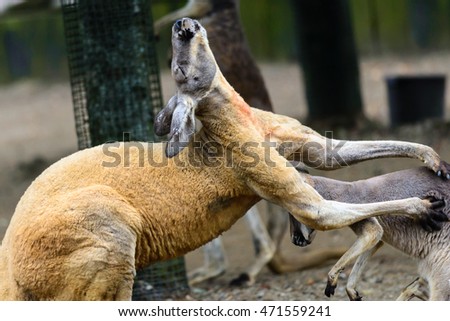 Close view of Kangaroo in a park