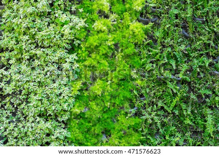 Three kinds of plant on the wall as background. Garden and exterior decoration