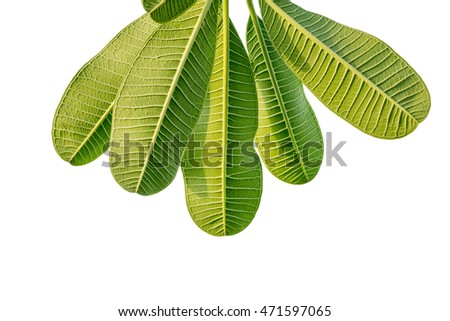 Green leaf pattern isolated on white background with clipping path
