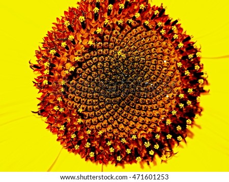 sunflower seeds detail
