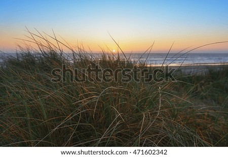 Evening in the dunes and views of the sunset on the sea through the grass.
