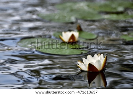 Nymphaea alba, also known as the European white water-lily or white water rose. Republic of Karelia, Russia