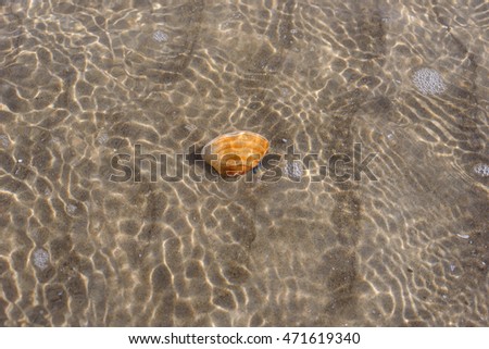 Shell in water on beach