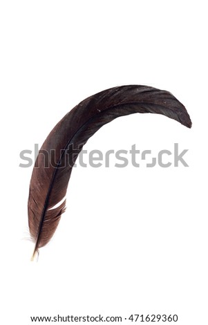 black feather on isolate background