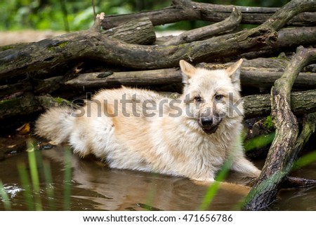 cub canadian wolf lying in the water and cools down, it is a hot summer day