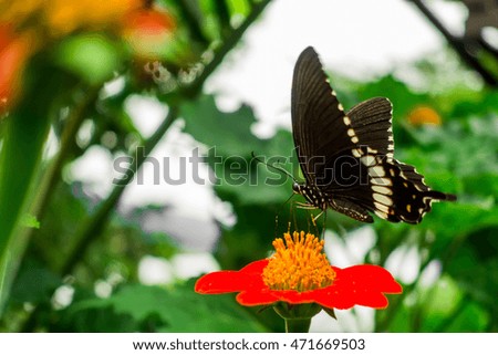 The black butterfly on the cosmos flower. 