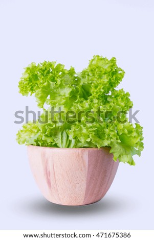 Isolated picture of green oak hydroponic vegetable on wooden bowl