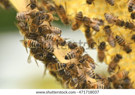 bees on honeycomb in apiary
