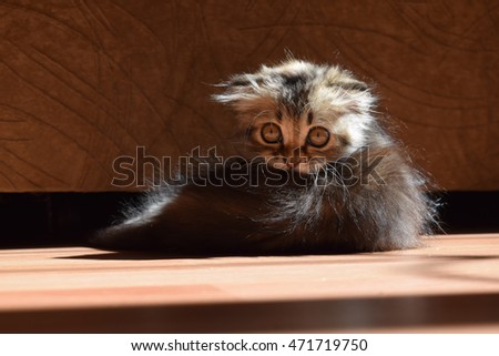 cute fluffy kitten basking in the sun in the summer