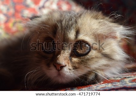cute fluffy kitten basking in the sun in the summer
