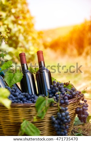 
wicker basket with grapes and wine bottles in vineyard