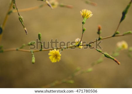 
Branch with yellow flowers on a brown background , close-up with shallow depth .
