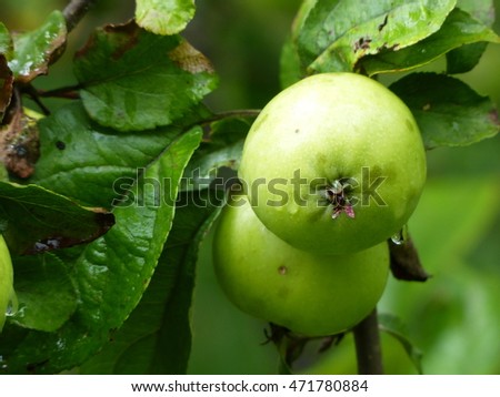 apples on a tree, selective focus