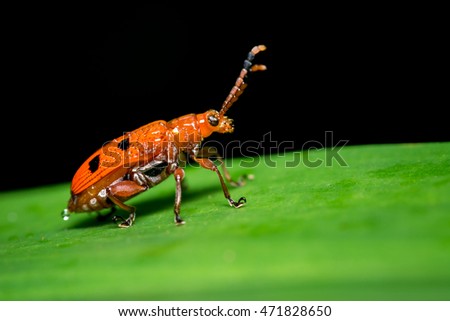 Orange insect on a green leaf.