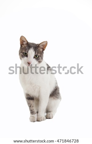 Domestic cat isolated on white.