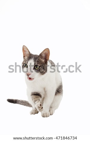 Domestic cat isolated on white.