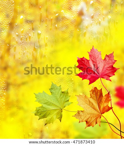 Autumn landscape. Beautiful  leaves. Colorful trees. foliage