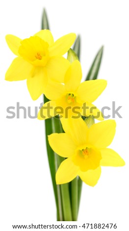 Bouquet yellow flowers isolated on the white