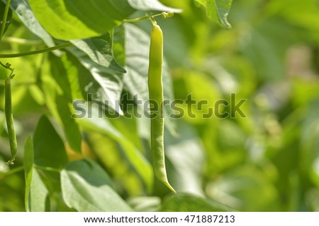 Unripe bean (Phaseolus vulgaris) pods Royalty-Free Stock Photo #471887213