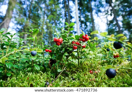 Vaccinium vitis-idaea (lingonberry, partridgeberry or cowberry). Fresh wild lingonberry in forest. Organic lingonberry. Nature in summer season, Finland Royalty-Free Stock Photo #471892736