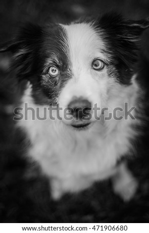 very nice portrait of playfully border collie puppy dog
