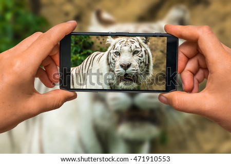 Woman hands with mobile cell phone to take a photo of portrait of a White Tiger