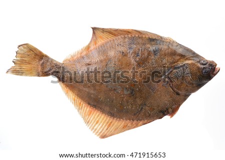 Fish halibut