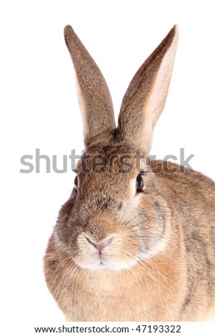 brown rabbit on a white background, is isolated.