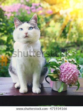 blue eyed siberian male cat sit on wooden bench with pink hydrangea mini bouquet on the blossom summer sun garden background