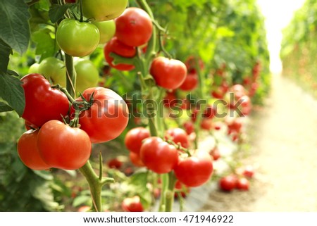 ripe tomatoes on a branch